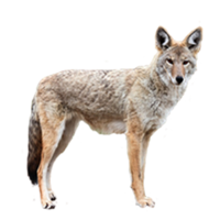 animals & Jackal coyote free transparent png image.