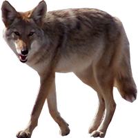 animals & Jackal coyote free transparent png image.