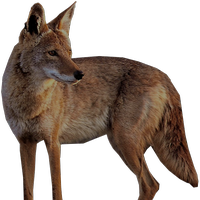 animals & jackal coyote free transparent png image.