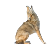 animals & jackal coyote free transparent png image.