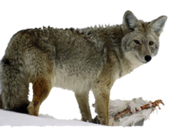 animals & jackal coyote free transparent png image.