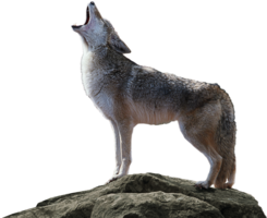 animals & Jackal coyote free transparent png image.