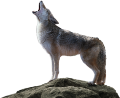 animals & jackal coyote free transparent png image.