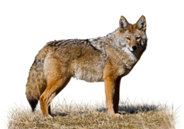 animals & jackal coyote free transparent png image.
