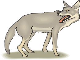 animals & jackal coyote free transparent png image.