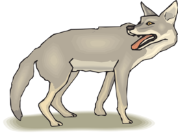 animals & Jackal coyote free transparent png image.