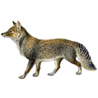 animals & jackal coyote free transparent png image.