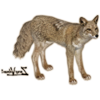 animals & Jackal coyote free transparent png image.