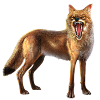 animals & jackal coyote free transparent png image.