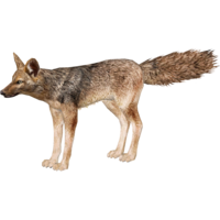 animals & jackal coyote free transparent png image.