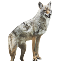 animals & Jackal coyote free transparent png image.