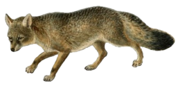 animals & Jackal coyote free transparent png image.