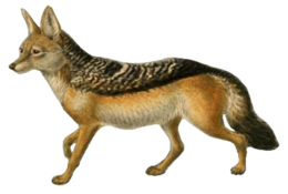 animals & Jackal coyote free transparent png image.