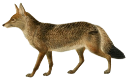 animals & Jackal coyote free transparent png image.