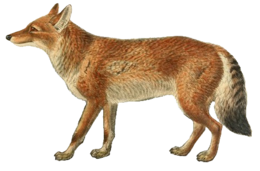 animals & jackal coyote free transparent png image.