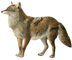 animals & Jackal coyote free transparent png image.