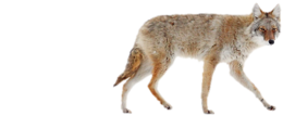 animals & Jackal coyote free transparent png image.