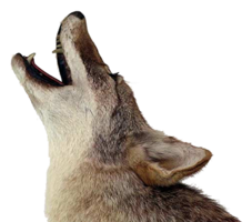 animals & jackal coyote free transparent png image.