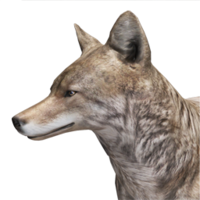 animals & Jackal coyote free transparent png image.