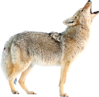 animals & jackal coyote free transparent png image.