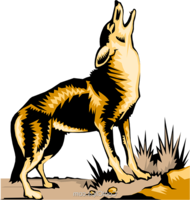 animals & Jackal coyote free transparent png image.