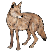 animals & Jackal coyote free transparent png image.