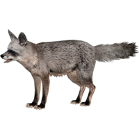 animals & jackal coyote free transparent png image.