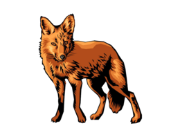 animals & jackal coyote free transparent png image.