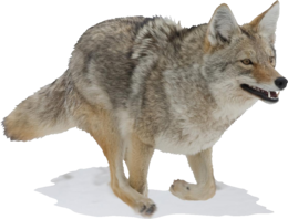 animals & jackal coyote free transparent png image.