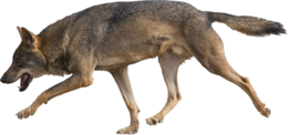 animals & Jackal coyote free transparent png image.