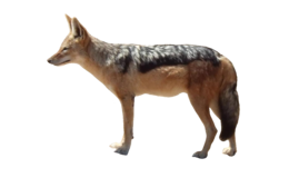 animals & Jackal coyote free transparent png image.