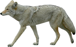 animals & jackal coyote free transparent png image.