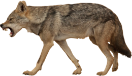 animals & jackal coyote free transparent png image.