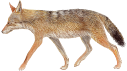 animals & Jackal coyote free transparent png image.