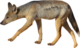 animals & Jackal coyote free transparent png image.