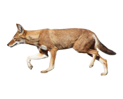 animals & Jackal coyote free transparent png image.