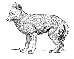 animals & jackal coyote free transparent png image.