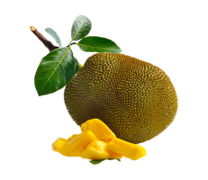 fruits & jackfruit free transparent png image.