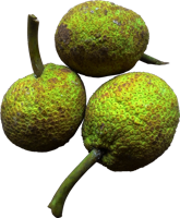 fruits & jackfruit free transparent png image.