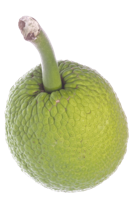 fruits & jackfruit free transparent png image.