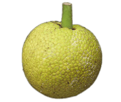 fruits & jackfruit free transparent png image.