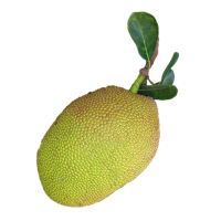 fruits & jackfruit free transparent png image.