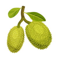 fruits & jackfruit free transparent png image.