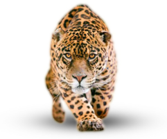 animals & Jaguar free transparent png image.