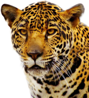 animals & jaguar free transparent png image.