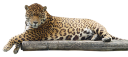 animals & Jaguar free transparent png image.
