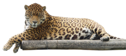 animals & jaguar free transparent png image.