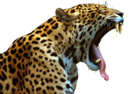 animals & jaguar free transparent png image.