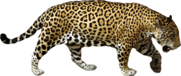 animals & Jaguar free transparent png image.