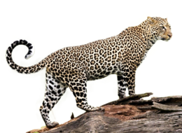 animals & jaguar free transparent png image.